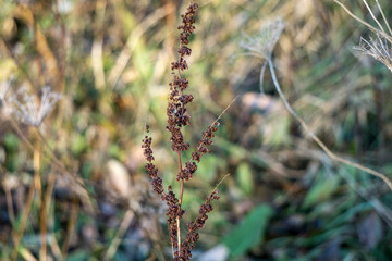 Herbstliches Gras vor einem bunten Hintergrund bei Sonnenschein