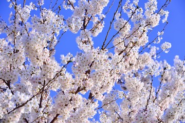 青空と桜