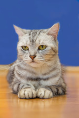 American shorthair cat 