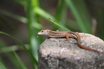 ニホンカナヘビ