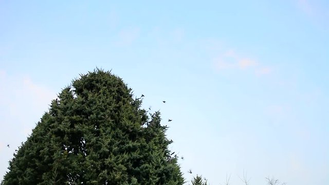 Ağa&ccedil;tan Etrafa Fırlayan Kuş S&uuml;r&uuml;s&uuml;