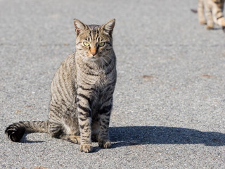 Tabby with a long tail sitting on the road