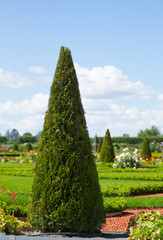 Beautiful cone tree in Rundale park , Latvia