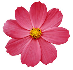 pink flower Primula.  white isolated background with clipping path. Closeup.  no shadows. yellow center. Nature.