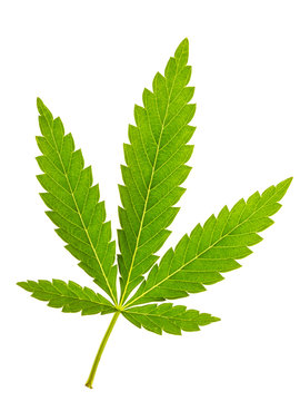 Marijuana leaf isolated