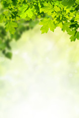 Fototapeta na wymiar Green Background with Maple