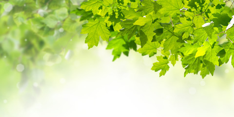 Fototapeta na wymiar Green Background with Maple