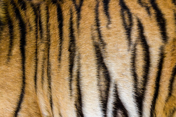 Tigerfell in einer Nahaufnahme, als Hintergrundbild