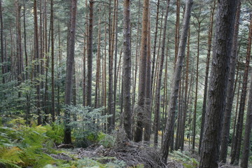 Wald im Elsaß