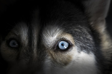 Close up on blue eye of Siberian husky dog in dark