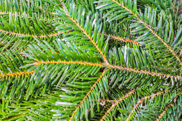 Tannenreisig