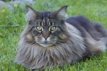 Maine Coon cat © A