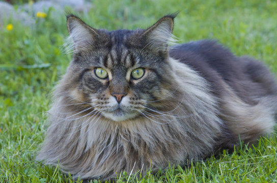 Maine Coon cat