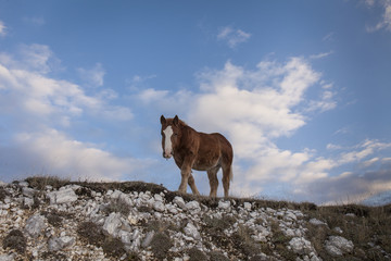 Obraz premium Brown foal with white stain. Blue sky background with clouds