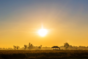Obraz premium rice field with cottage and sunrise