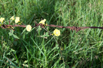 .Thousands of yellow flowers on old rusty barbed wire.