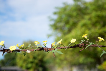 .Thousands of yellow flowers on old rusty barbed wire.
