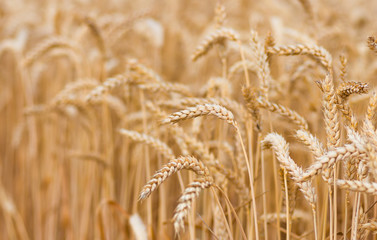organic golden ripe ears of wheat in field