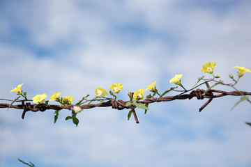 .Thousands of yellow flowers on old rusty barbed wire.