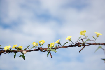 .Thousands of yellow flowers on old rusty barbed wire.