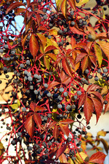 Naklejka premium Wild wine in autumn leaves and fruits from the wild wine in autumn