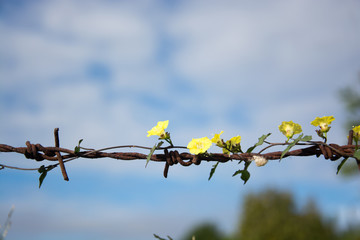 .Thousands of yellow flowers on old rusty barbed wire.