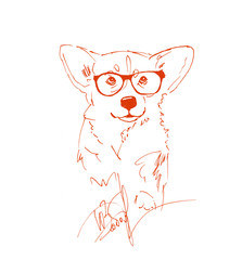 The dog red . Graphics, handmade. Breed Welsh Corgi Pembroke. Design veterinary.

