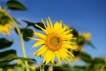Beautiful picture. Sunflower under a blue sky.