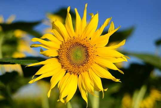 Beautiful picture. Sunflower, close-up.