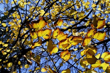 Autumn Scene, Yellow Leafs in Fall Season.