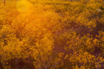 yellow flowers at sunset