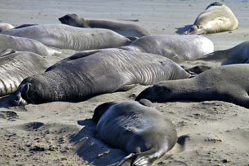 Elephant seal