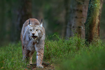 Wild cat Lynx in the nature forest habitat. Eurasian Lynx in the forest, hidden in the grass. Cute lynx in the autumn forest. Wildlife scene from Europe. Lynx walking in the forest path.