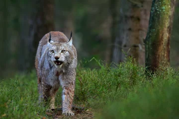 Fotobehang Wilde kat Lynx in de natuur bos habitat. Euraziatische Lynx in het bos, verborgen in het gras. Schattige lynx in het herfstbos. Wildlife scene uit Europa. Lynx wandelen in het bospad. © ondrejprosicky