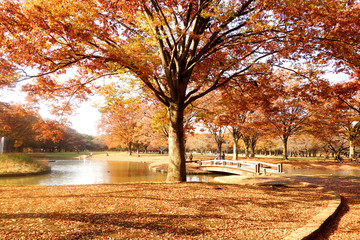 代々木公園