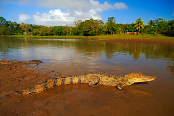 Crocodile in the river water. Spectacled Caimani, Caiman crocodilus, the water with evening sun....