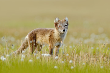 Wild animal from Norway. Arctic Fox, Vulpes lagopus, in the nature habitat. Fox in grass meadow with flowers, Svalbard, Norway. Beautiful animal in the bloom field. Wildlife action scene from Norway.