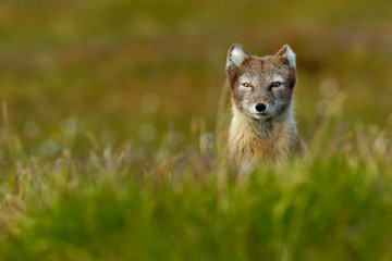 Beautiful wild animal in the grass. Arctic Fox, Vulpes lagopus, cute animal portrait in the nature habitat, grass meadow with flowers, Svalbard, Norway. Head portrait in the grass. Wildlife scene.