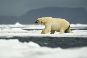 Naklejka na ściany i meble Polar bear in the nature. Big polar bear on drift ice edge with snow a water in Arctic Svalbard, Norway