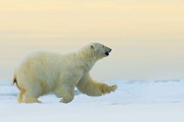 Eisbär läuft auf dem Eis mit Wasser, auf Treibeis im arktischen Russland. Eisbär im Naturlebensraum mit Schnee. Großes Tier mit Schnee. Action-Tierszene mit Eisbären, Russland. Achtung.