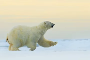 Foto auf Acrylglas Eisbär Eisbär läuft auf dem Eis mit Wasser, auf Treibeis im arktischen Russland. Eisbär im Naturlebensraum mit Schnee. Großes Tier mit Schnee. Action-Tierszene mit Eisbären, Russland. Achtung.