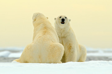 Two Polar bear couple cuddling on drift ice in Arctic Svalbard. Bear with snow and white ice on the sea. Cold winter scene with dangers animals. Wildlife scene with two polar bears from the Arctic. © ondrejprosicky
