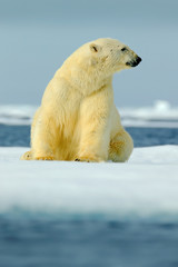 Polar bear sitting on drift ice with snow. White animal in the nature habitat, Canada. Standing...