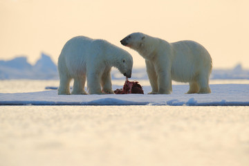 Couple of polar bears tearing hunted bloody seal skeleton in Arctic Svalbard. Wildlife action scene from the Norway. Two white danger big animals on the ace with sea. Beautiful evening sun with snow.