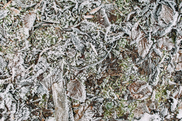 Sticks, grass and leaves covered with frost. Texture of early winter ground, nature background