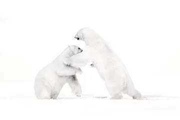 Cercles muraux Ours polaire Art, black and white photo of two polar bears fighting on drift ice in Arctic Svalbard. Animal fight in white snow. White wildlife scene with two polar bears. Pair of bear dancing on the ice, Canada