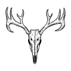 stylized Deer Skull sketch hand drawn original illustration. design for clothing print, postcards, cards, cover, tattoo design bohemian boho outline style. isolated on white background