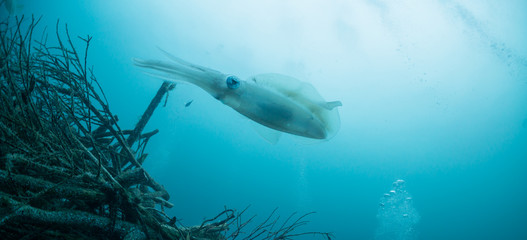 Bigfin Reef Squid