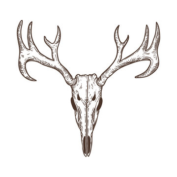 stylized Deer Skull sketch hand drawn original illustration. design for clothing print, postcards, cards, cover, tattoo design bohemian boho outline style. isolated on white background