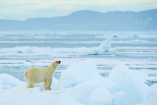 Polar bear on drift ice with snow, white animal in the nature habitat, Svalbard, Norway. Running polar bear in the cold sea. Polar bear with blue iceberg. Beautiful winter scene with ice and snow.